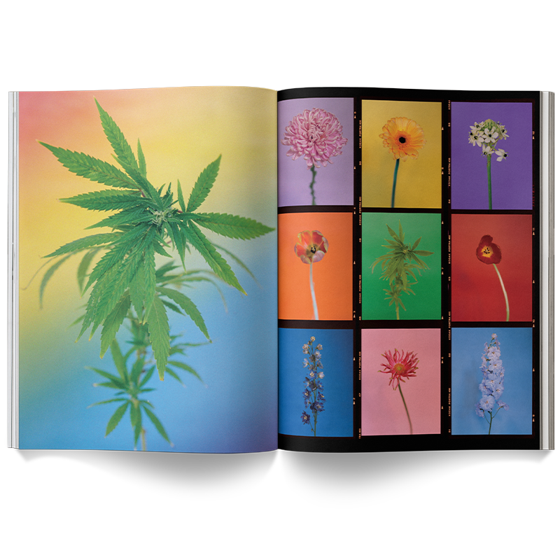A Weed is A Flower: Artful Cannabis Photography